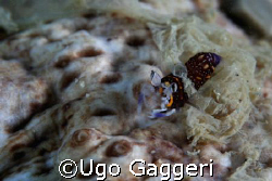 Exploring a sea cocumber: a Gnathophyllum elegans is appe... by Ugo Gaggeri 